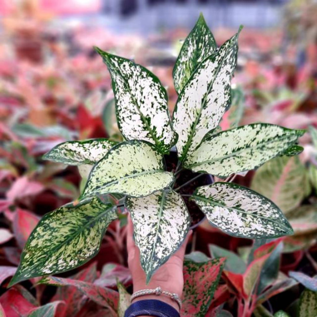 (TANAMAN DEWASA) Tanaman Hias Aglonema Snow White/Aglaonema Snow White