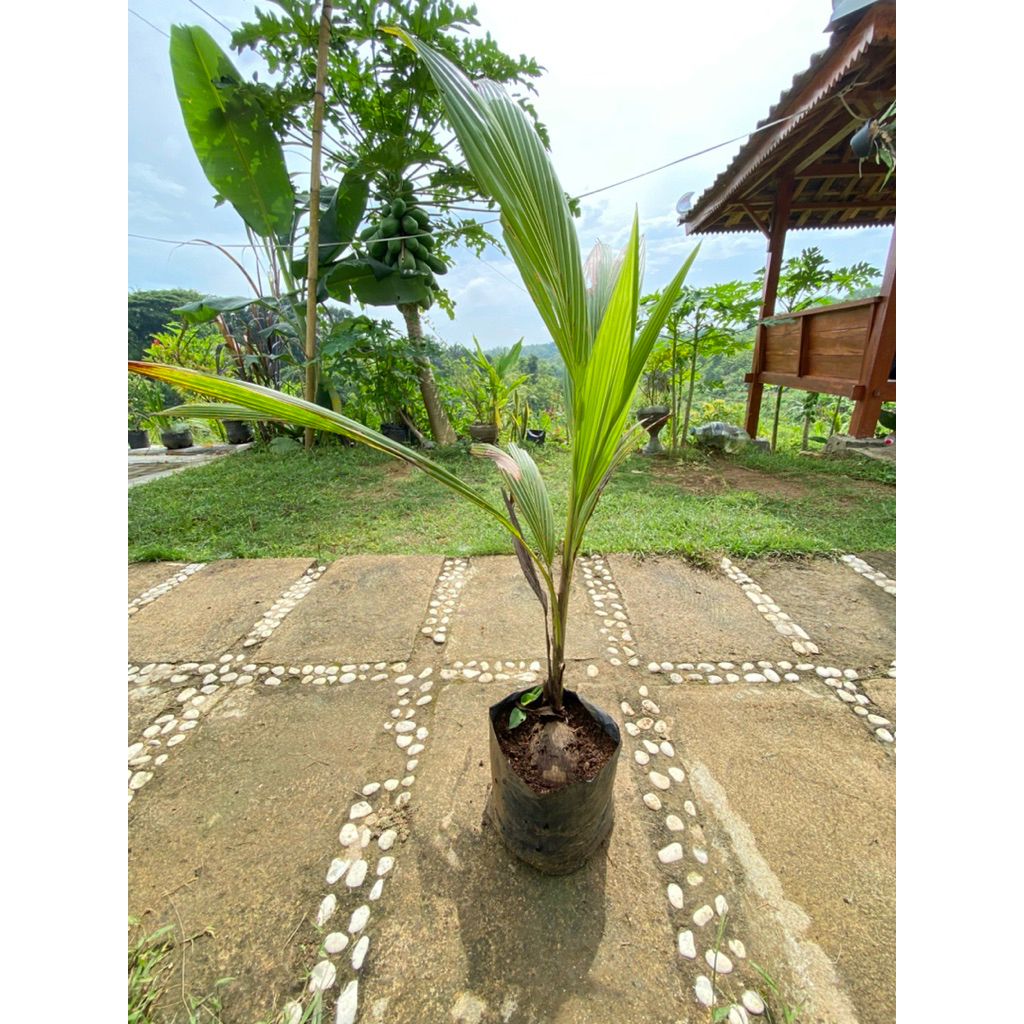 BIBIT KELAPA KOPYOR ASLI (KULTUR EMBRIO)