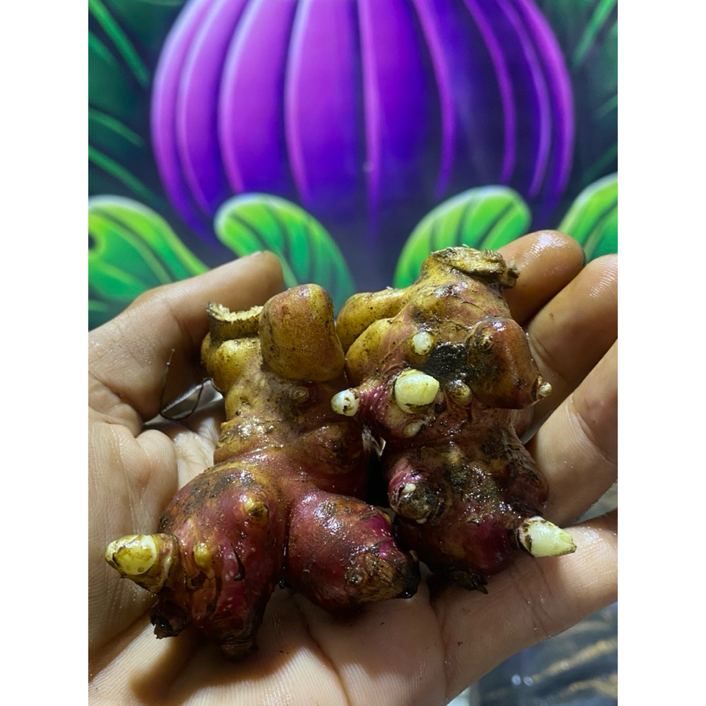 bibit rimpang yacon 100 gram jaminan asli