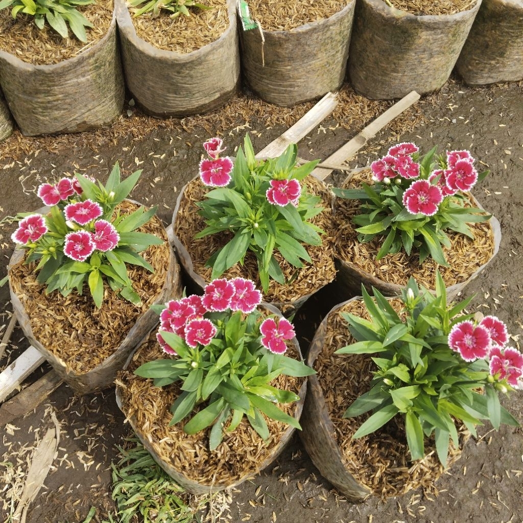 tanaman anyelir/diantus berbunga merah putih