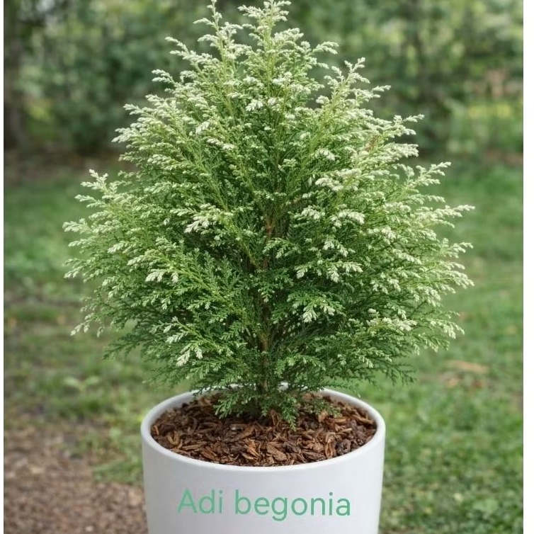 Inoki putih bibit pohon cemara inoki putih usia remaja pot 17-20cm