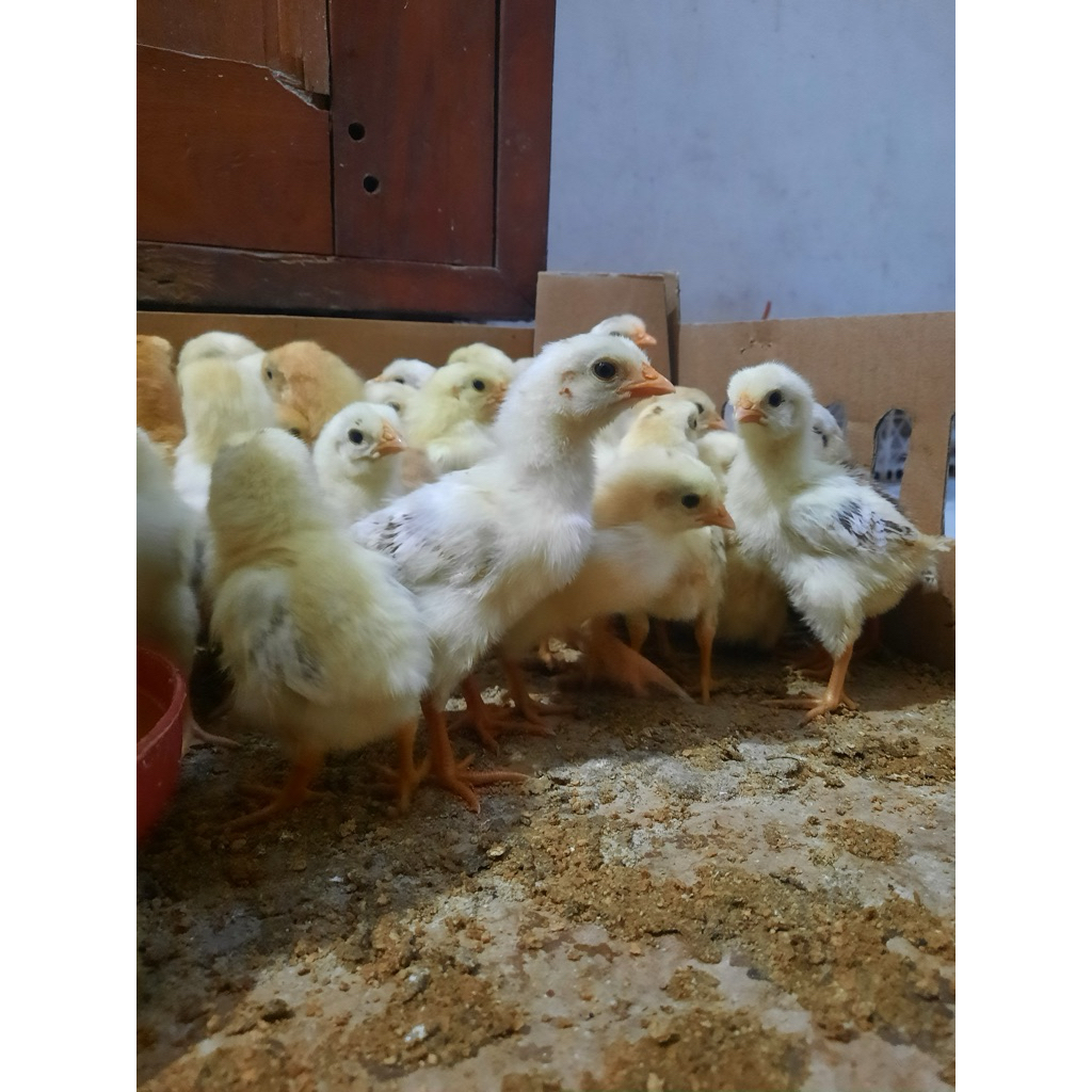 Doc Elba / Anakan Ayam Elba