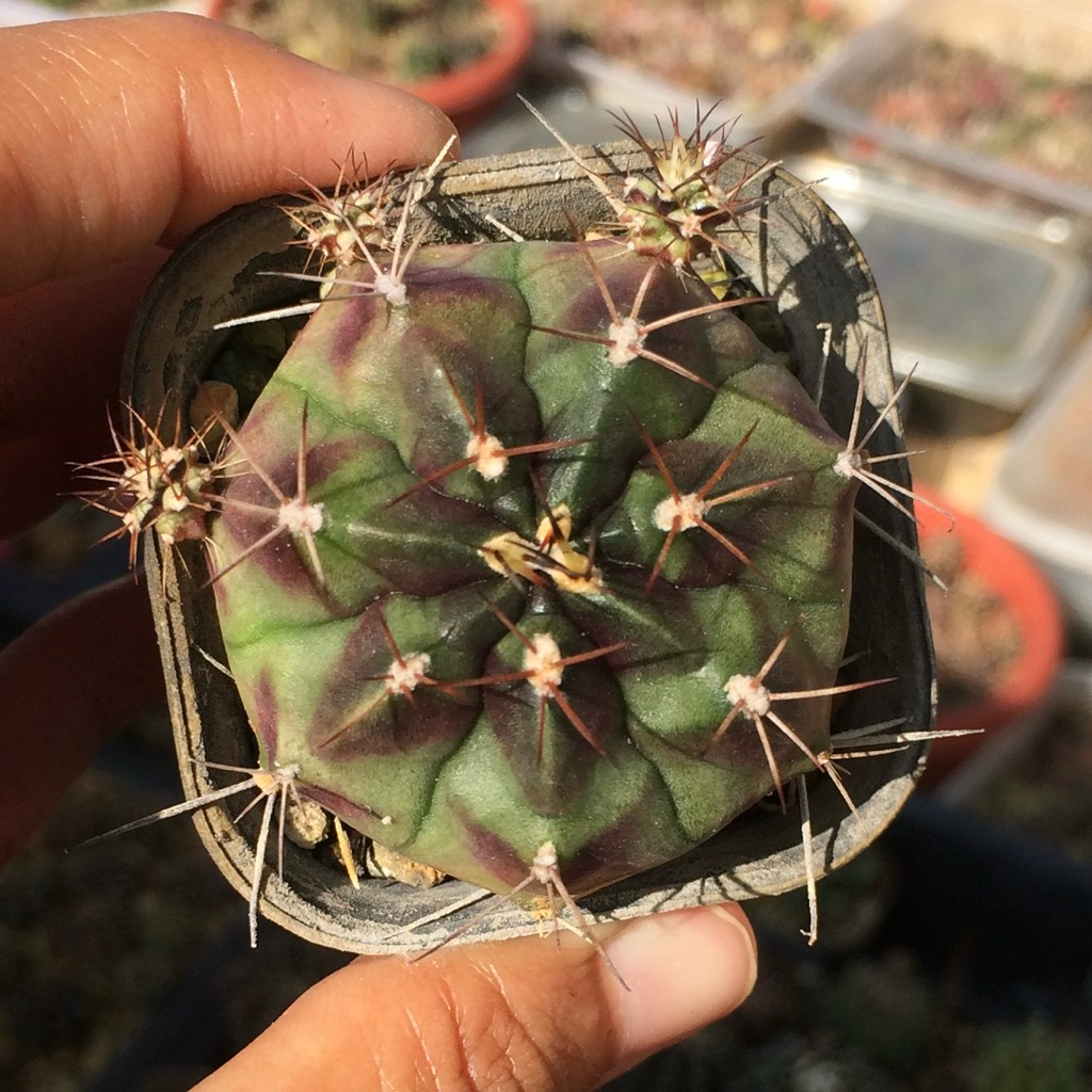 gymnocalycium bingsu id thailand mihanovichii miha gymno kaktus duri tanaman hias hidup gurun jumbo 