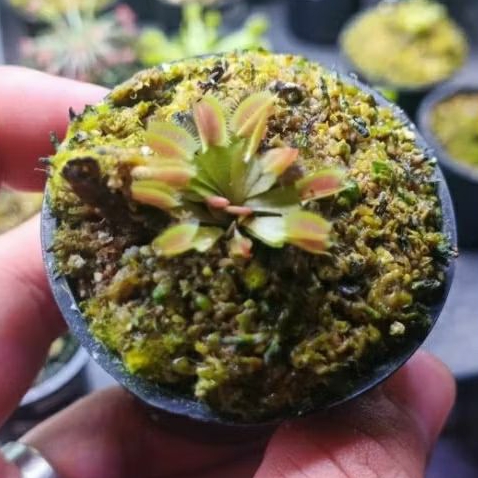 Tanaman Hias Mini Venus Flytrap