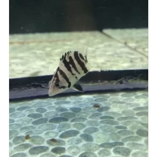 Ikan Datz Sumatera 4 Bar Fuzzy Simetris Sesuai Foto