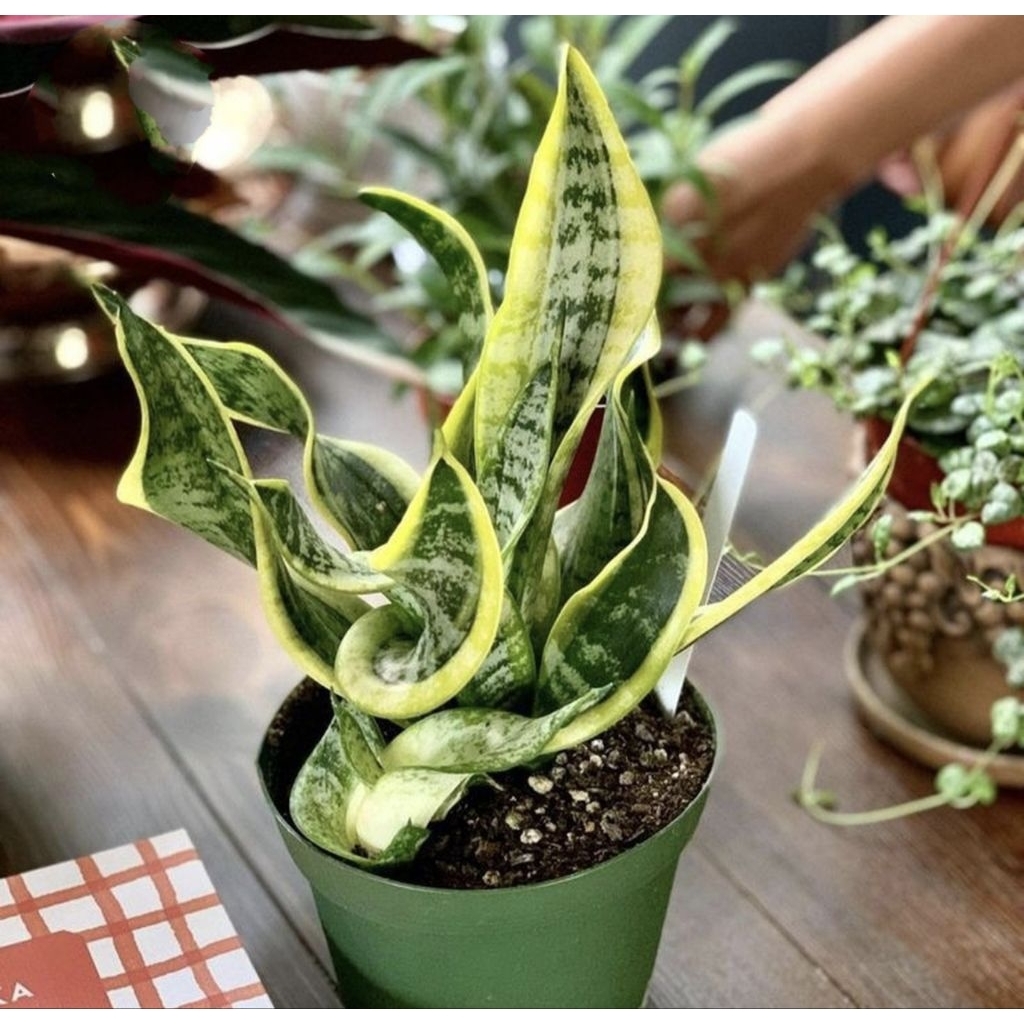 Tanaman Hias Sansevieria Twister - Tanaman Sansivera twister indoor