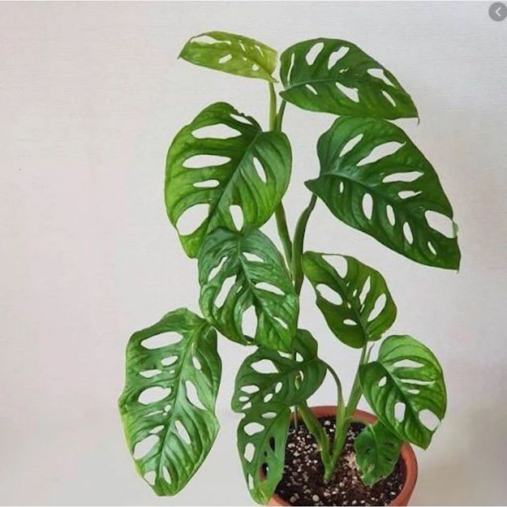 Tanaman Hias Monstera janda bolong - Pohon janda bolong merambat