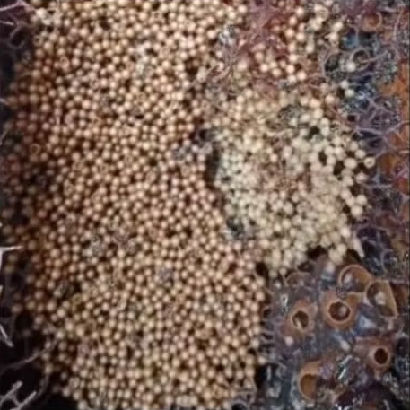 Bibit Lebah Klanceng Leaviceps Super Setup Besar Usia 2-3 Mingguan/Koloni Leaviceps/Klanceng/Kele/Ga