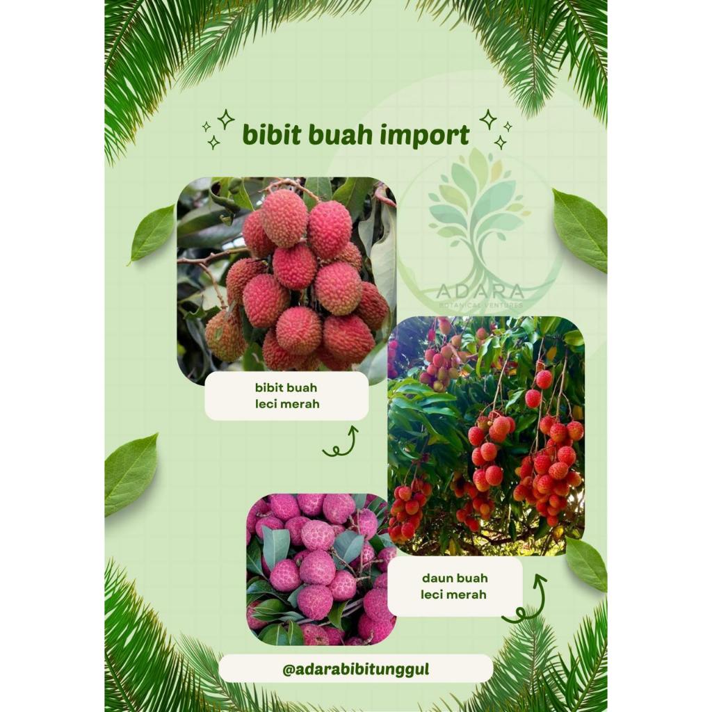 Bibit Buah Leci Merah / Leci com