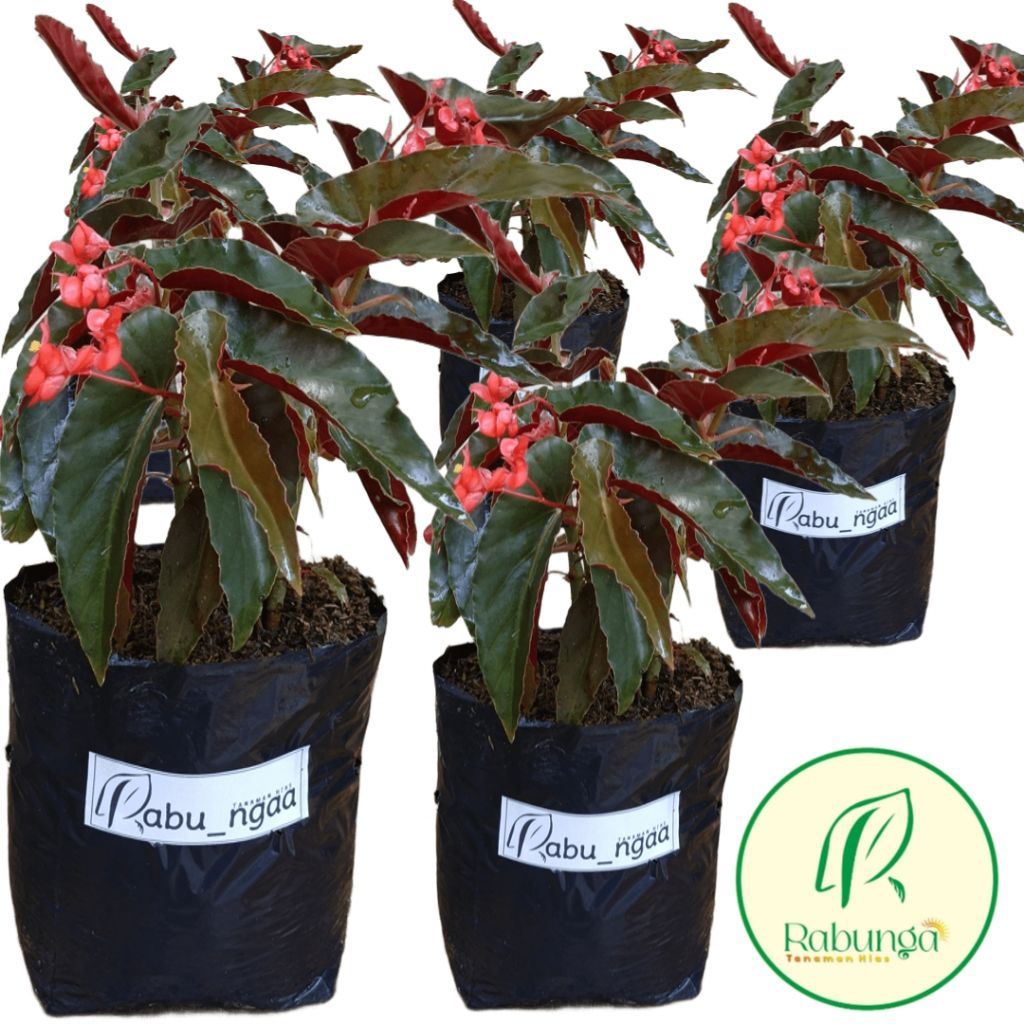 BEGONIA COCCINEA BUNGA MERAH -BEGONIA BUNGA MERAH