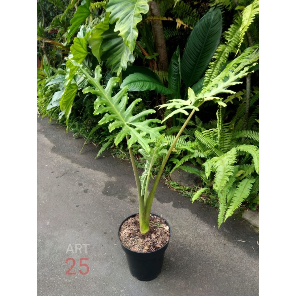 Alocasia 'Porteii' Alokasia Sesuai Foto