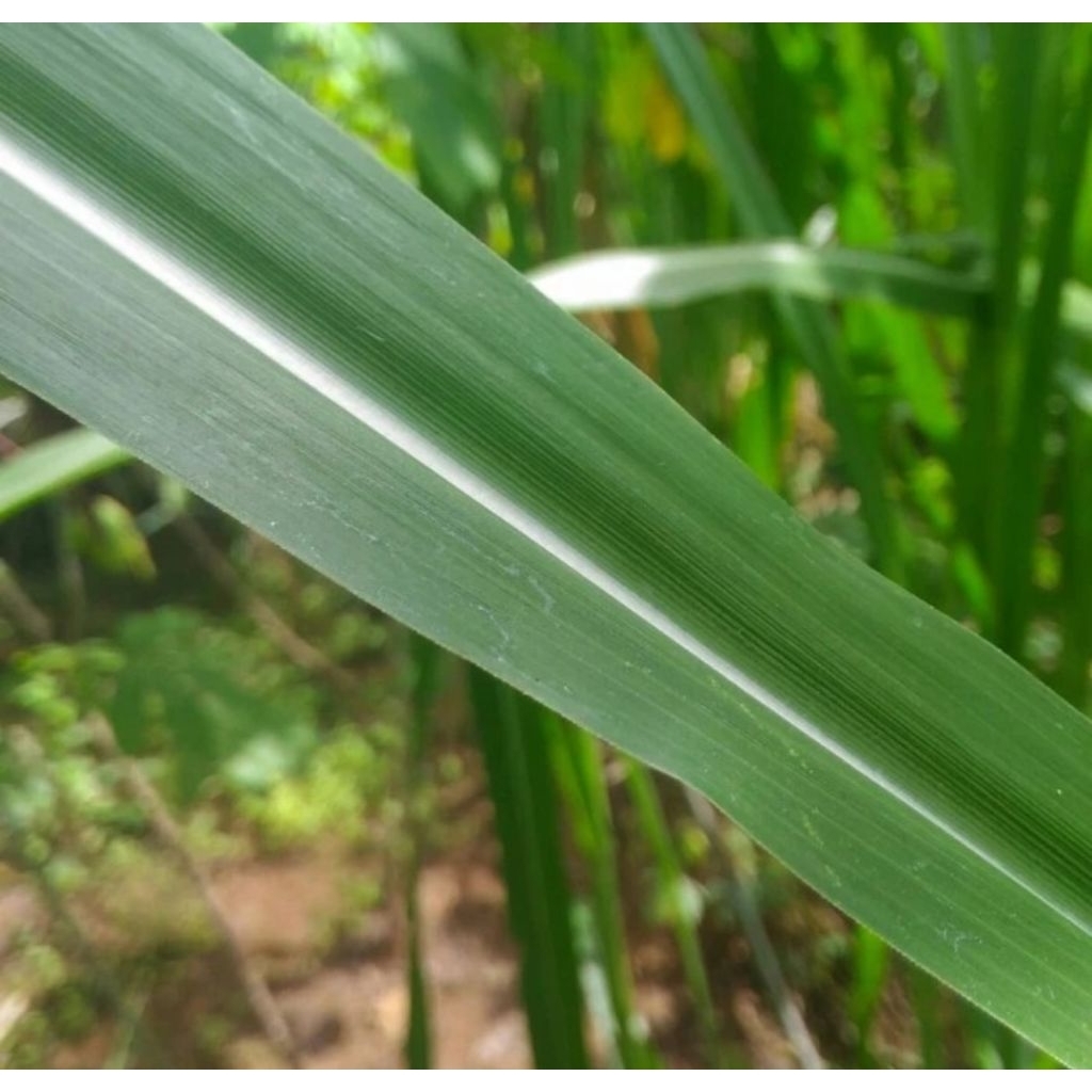 BIBIT RUMPUT PAKCHONG