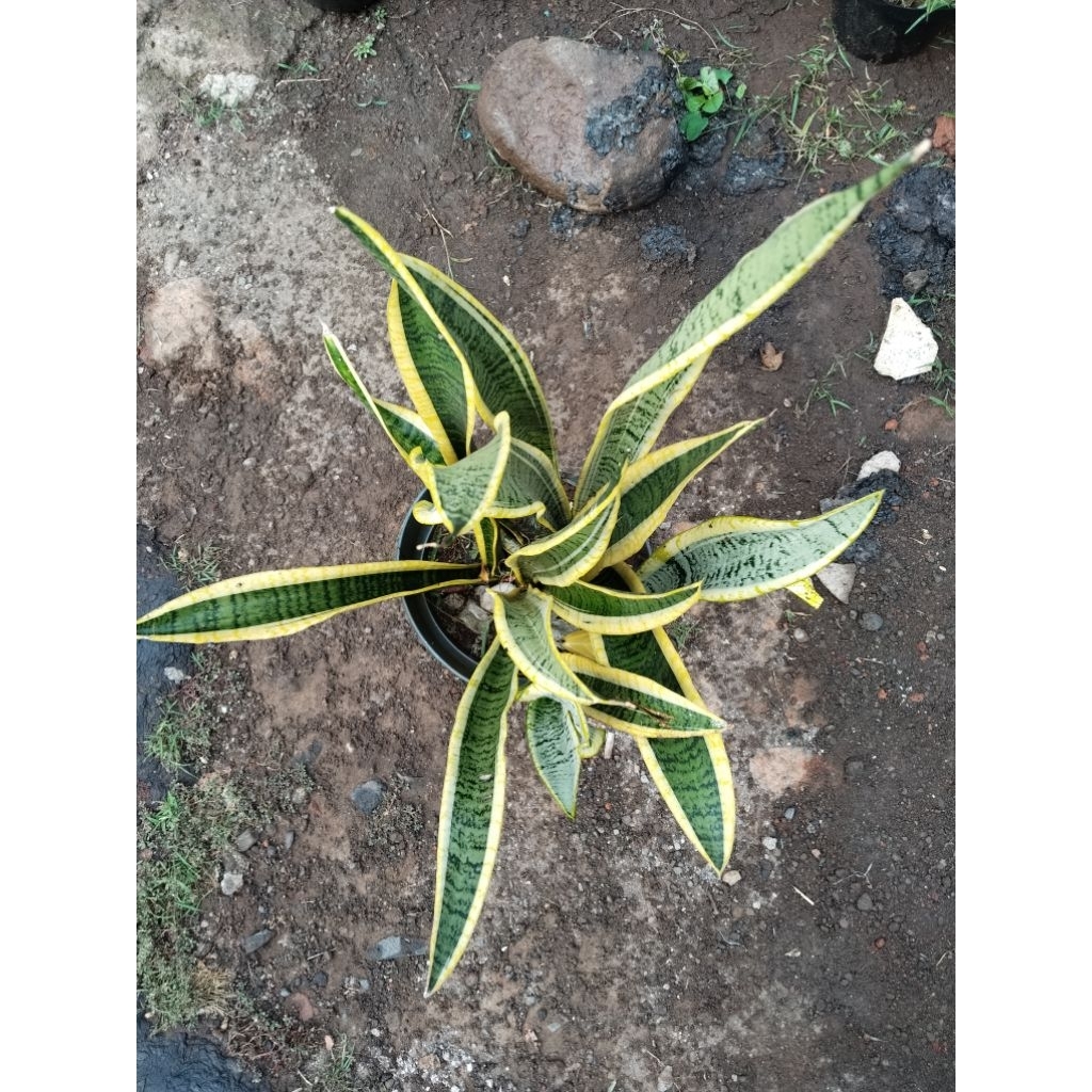 Sansivera Lidah Mertua