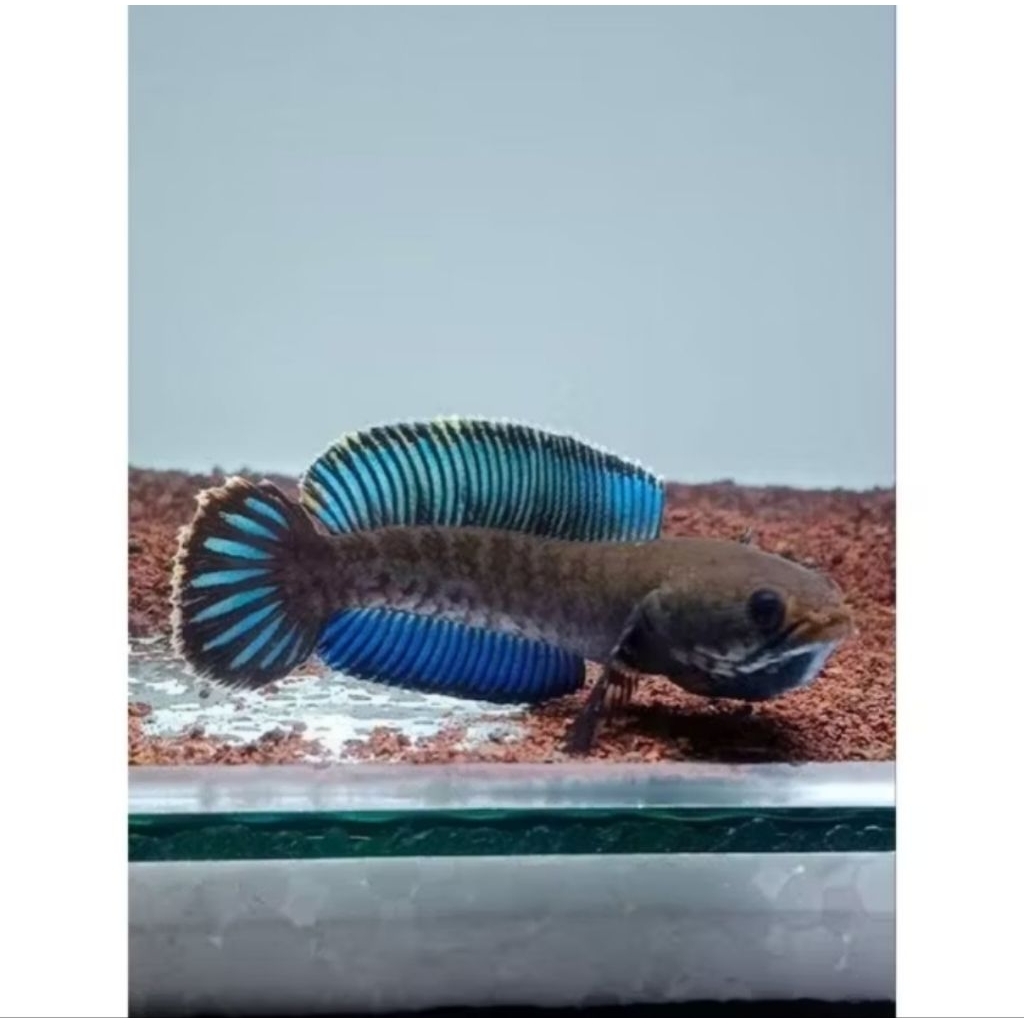 Andrao Paket Ikan Chana isi 5 ekor