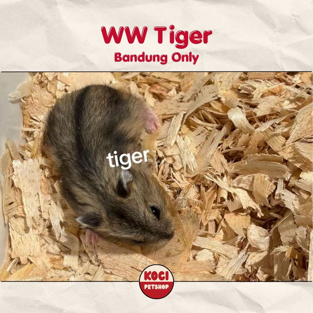 Hamster Winter White Tiger Anakan Jinak