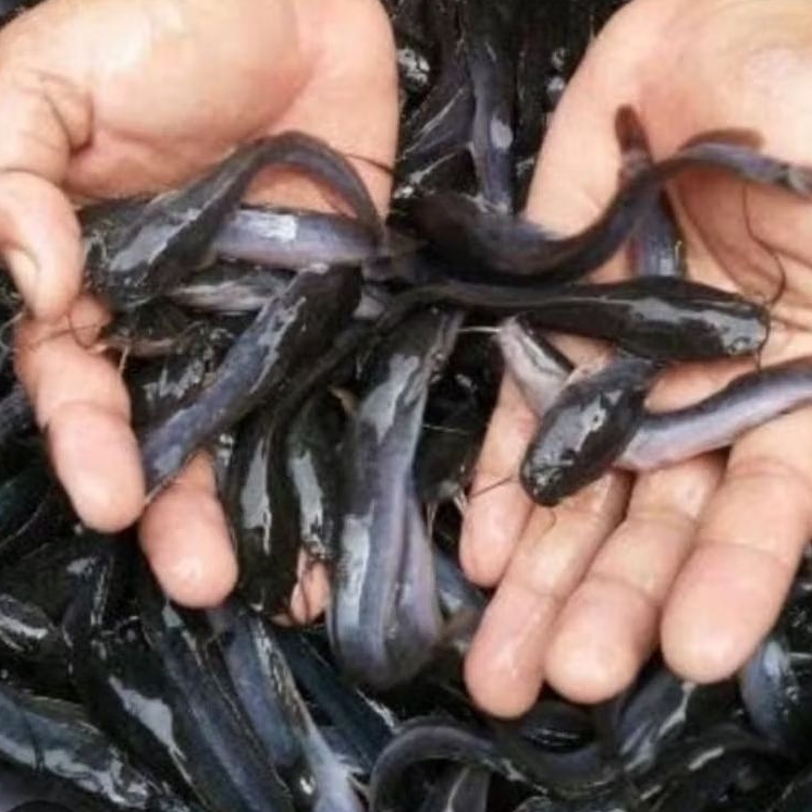 Bibit Lele Sangkuriang Cepat Besar 7-8Cm Termurah Murah Paket Instan