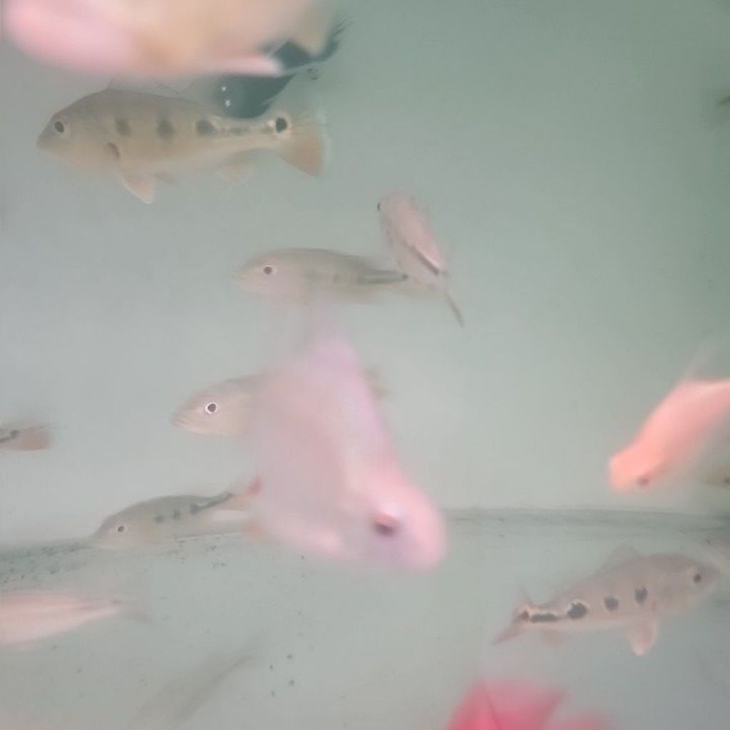 kaviat sb short body