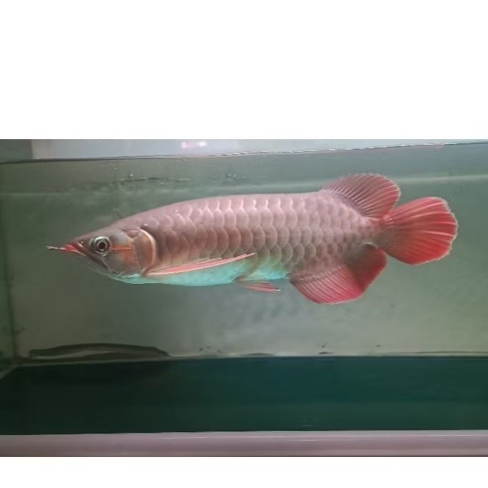 Hiasan Aquarium/Arwana Super red 25-30cm