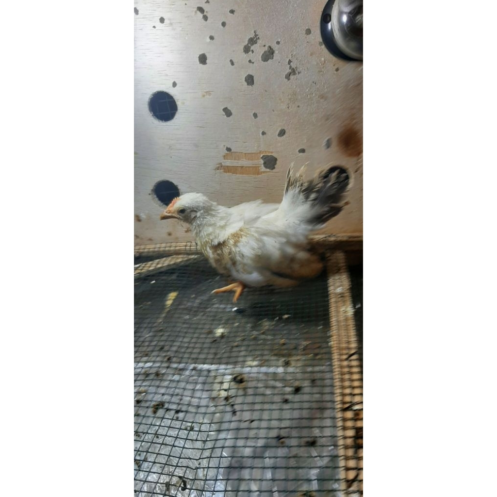 Ayam Kate Chabo Blacktail