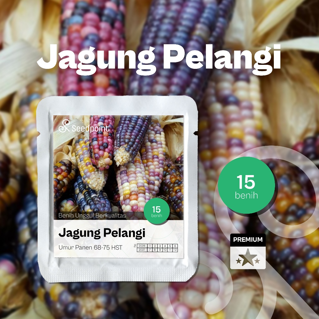 Seedpoint - 15 Benih Jagung Pulut Pelangi Rainbow Hibrida