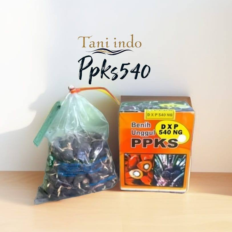 Jual Bibit Benih Kecambah Sawit PPKS 540 NG asli Medan (250 butir)