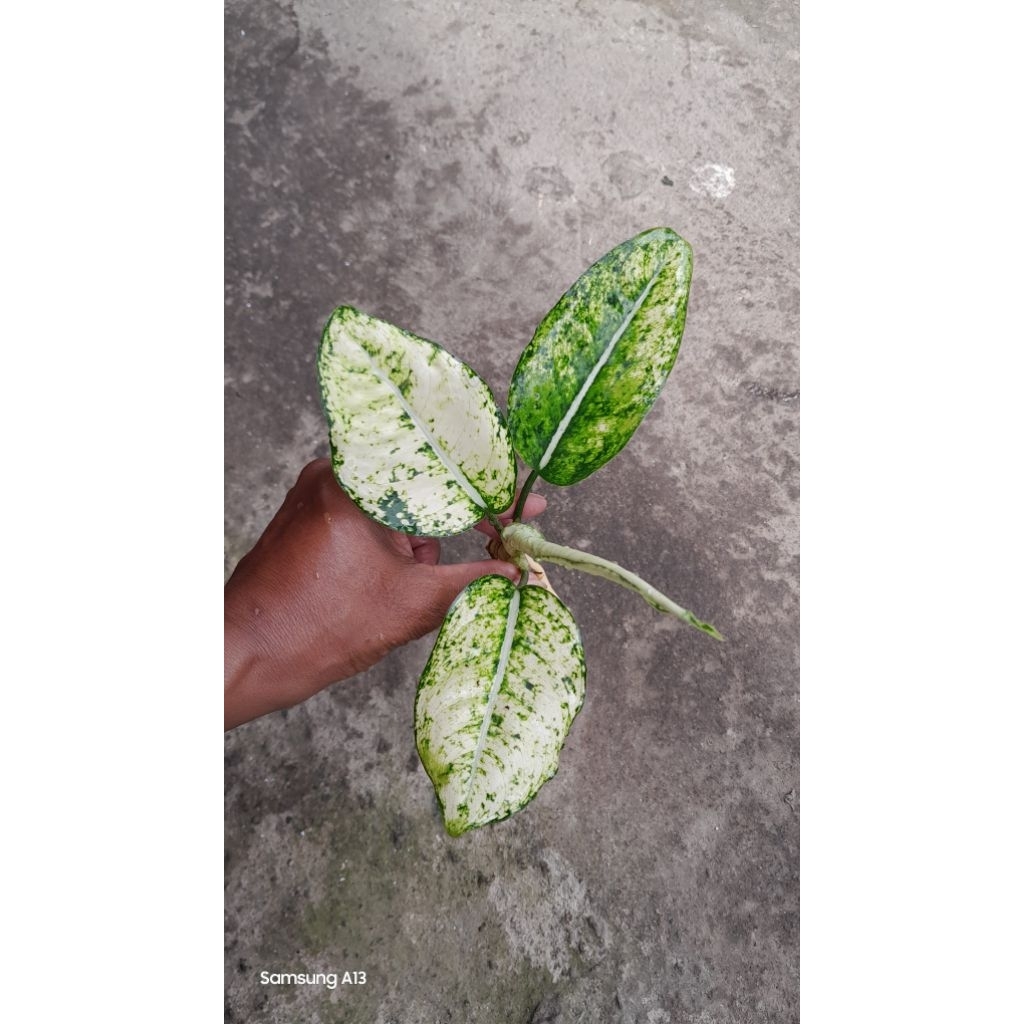 Aglonema Yellow Crown (Size Remaja Daun 4) (1)