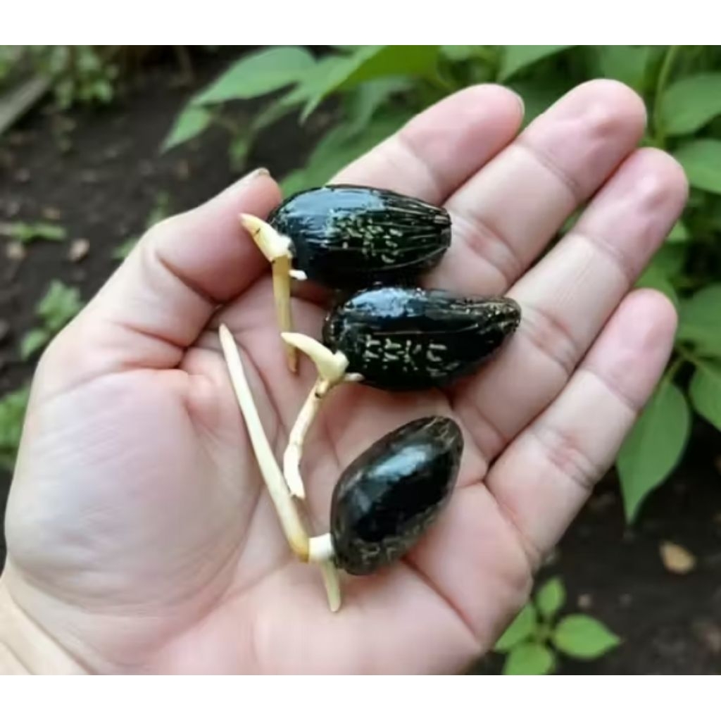 Benih kecambah sawit Ppks 239 isi 250 butir