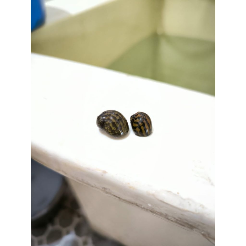 Keong Batik / Keong Aquascape