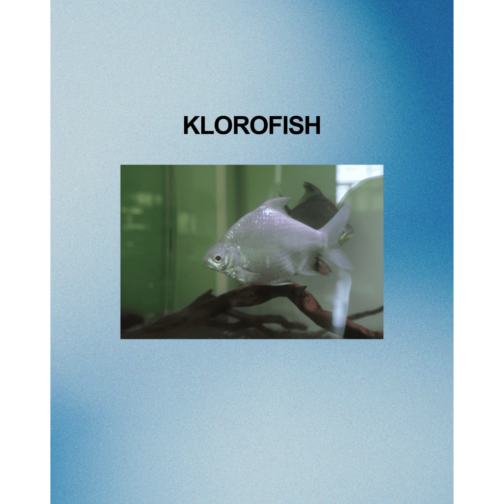 Kaviat Platinum / Ikan Hias Aquascape