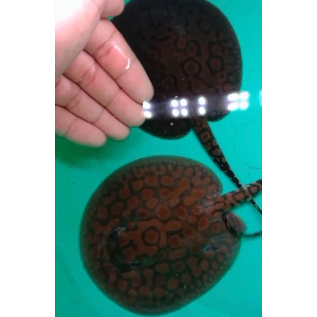 ikan hias pari air tawar stingray pearl harga per ekor