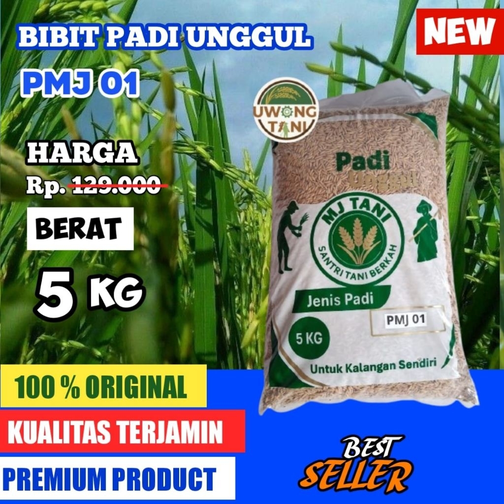 BENIH PADI BIBIT PADI UNGGUL PMJ 01 5 KG