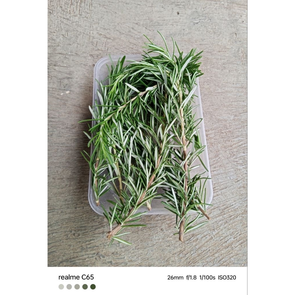 daun rosemary segar