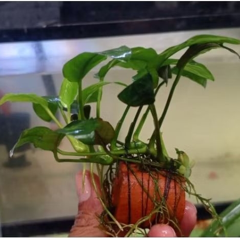 Anubias Nana Indukan Rawatan Low Co2 Real Pict