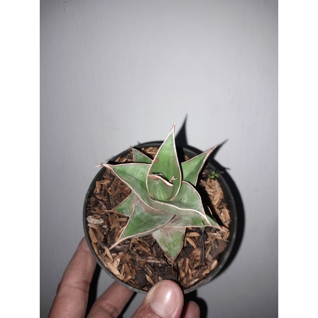 Sansevieria pinguicula