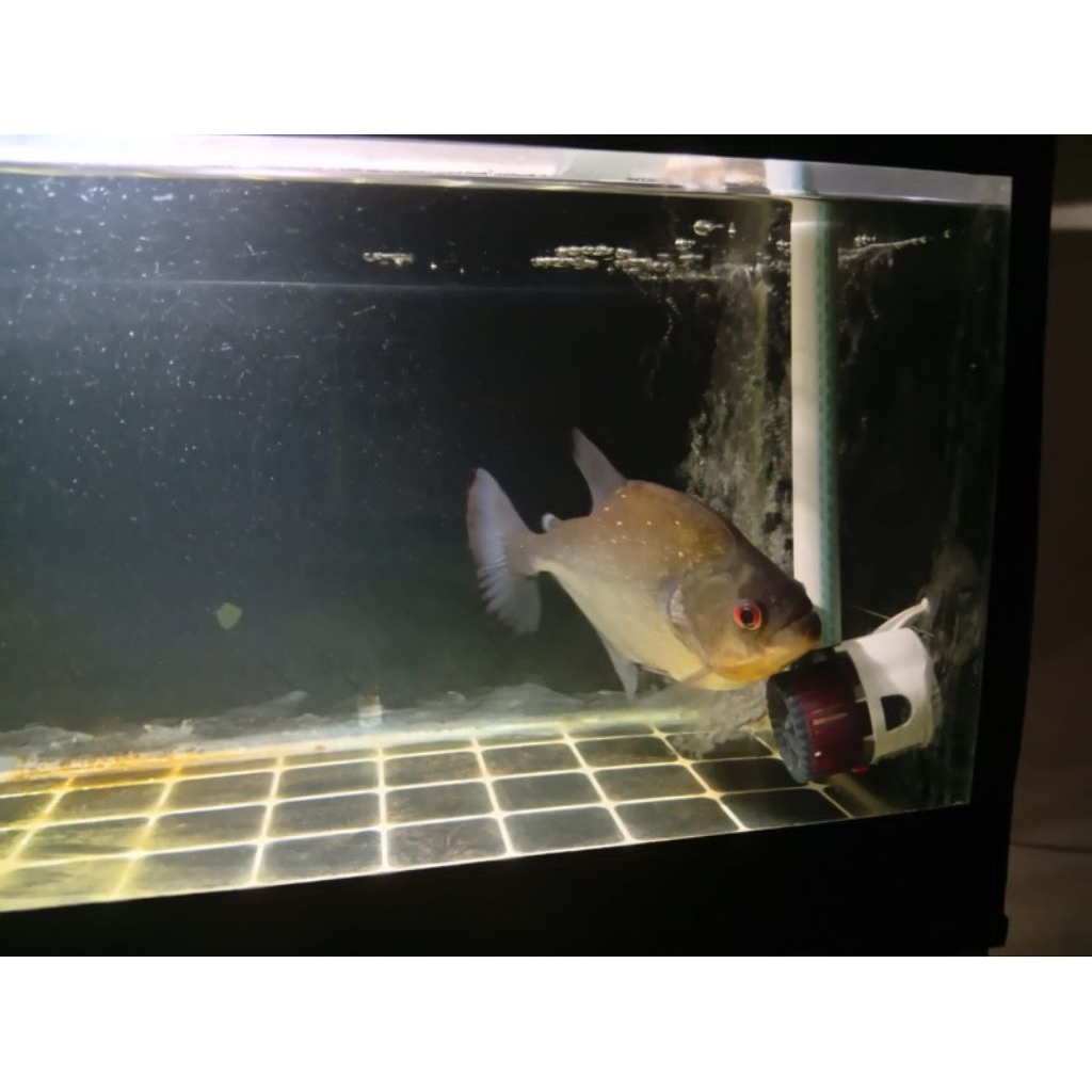 PIRANHA SERRASALMUS RHOMBEUS