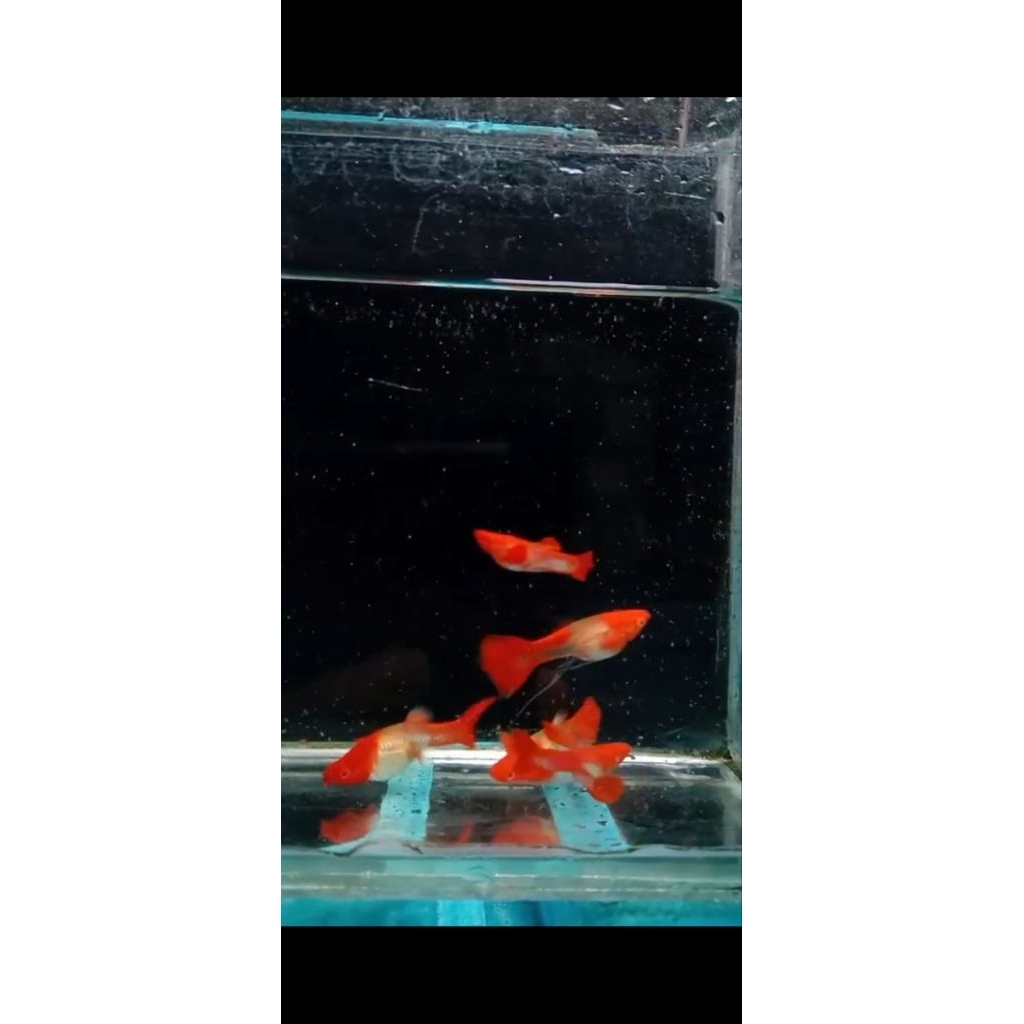 terlaris mainan guppy koi red ear ribbon sepassaang
