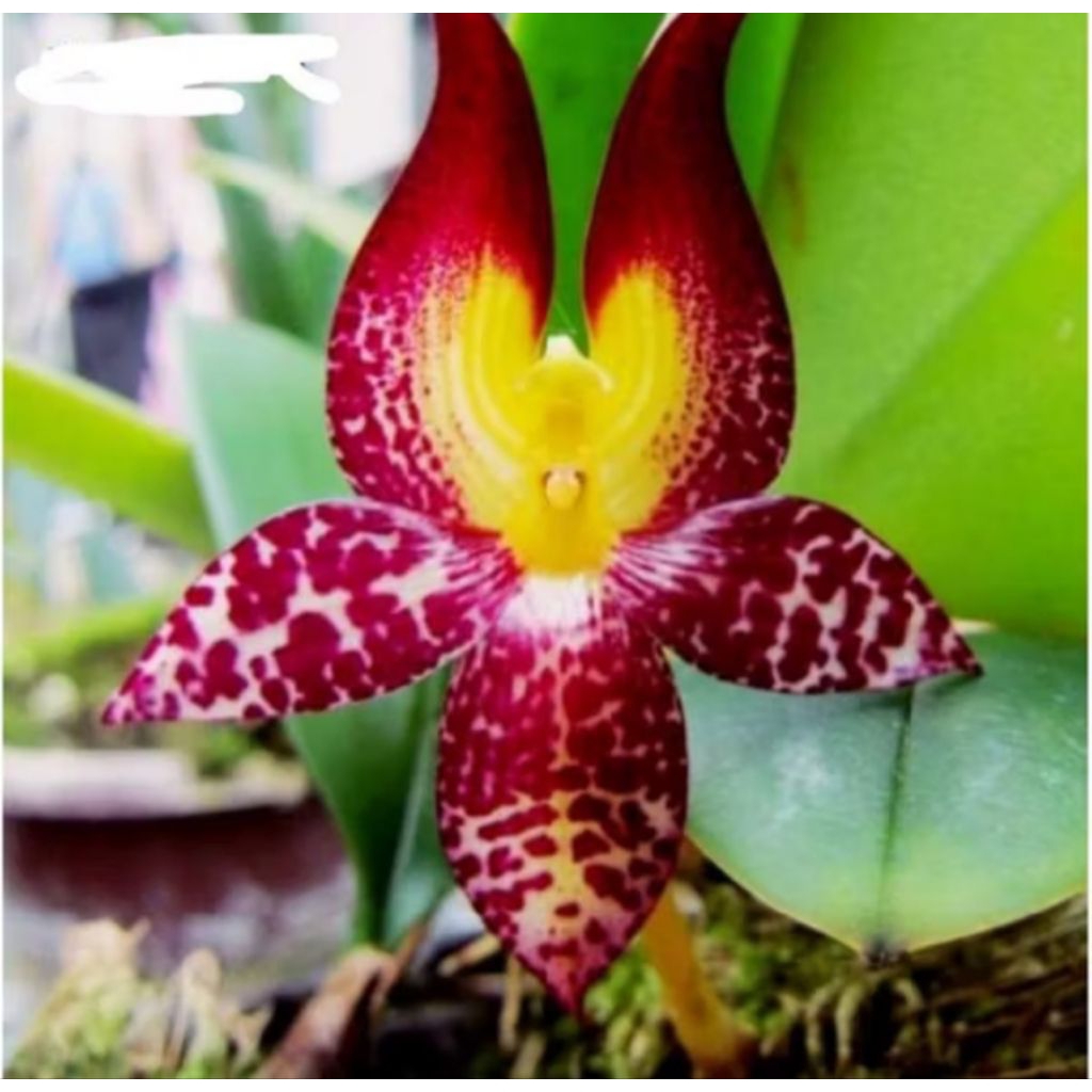 Anggrek Bulbophyllum Macranthum Mudah Rawat Rajin Berbunga