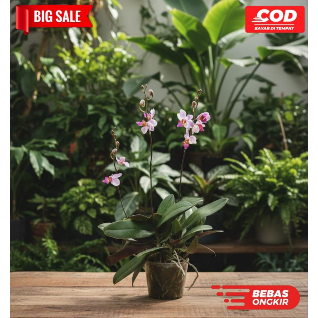 promo murah anggrek doritis siap berbunga