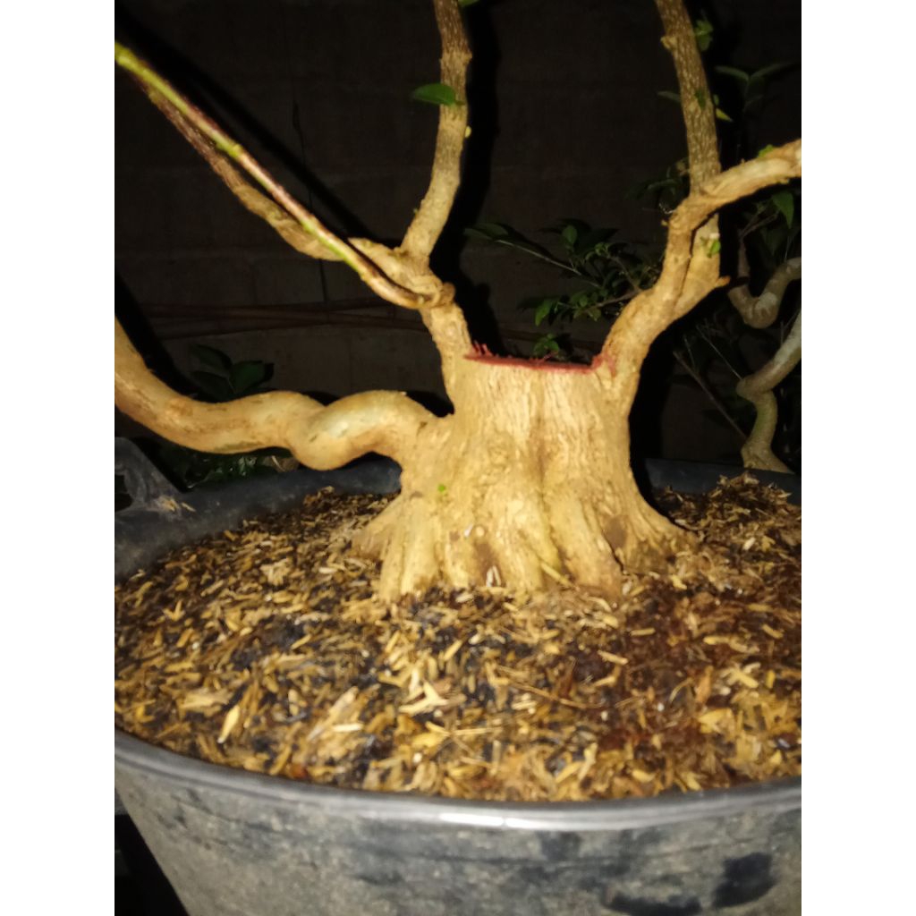bahan bonsai Sancang super bogel jumbo ekonomis