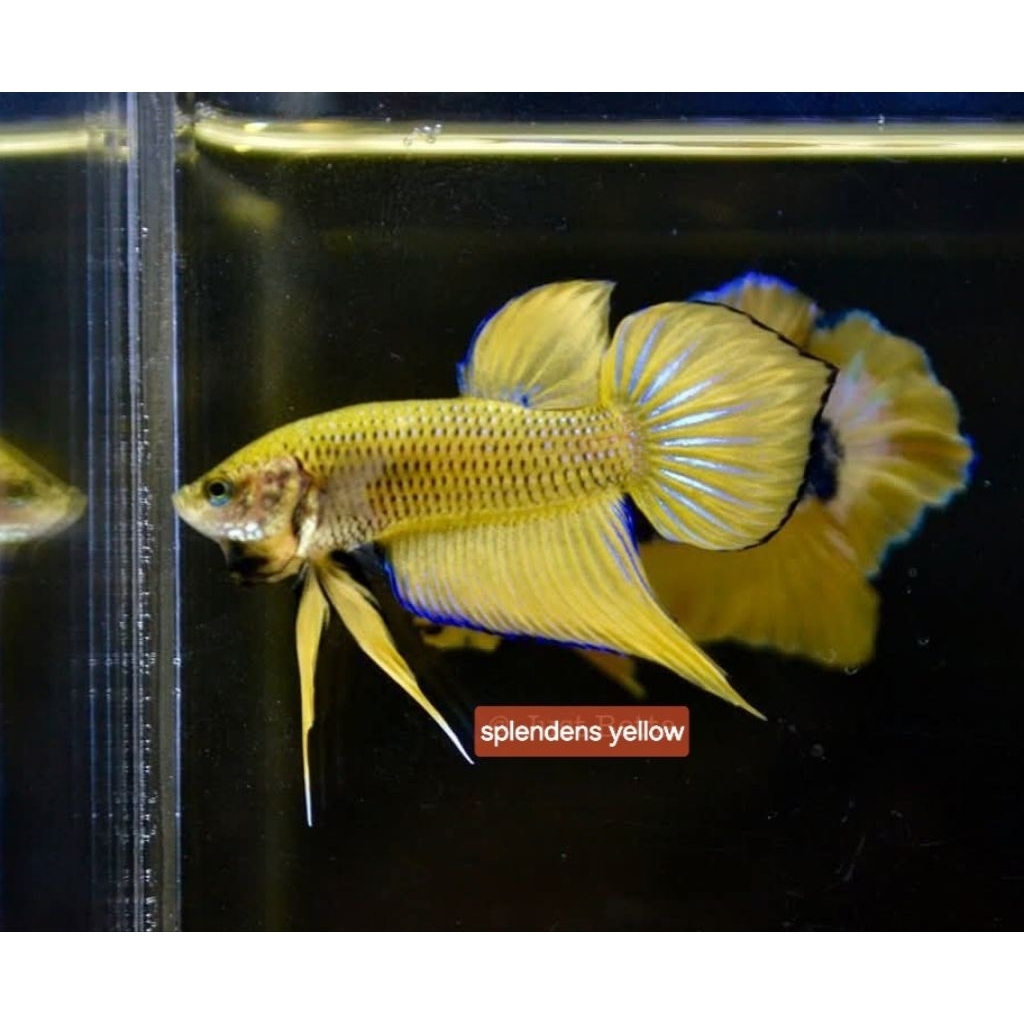 wild betta splendens yellow sehat garansi