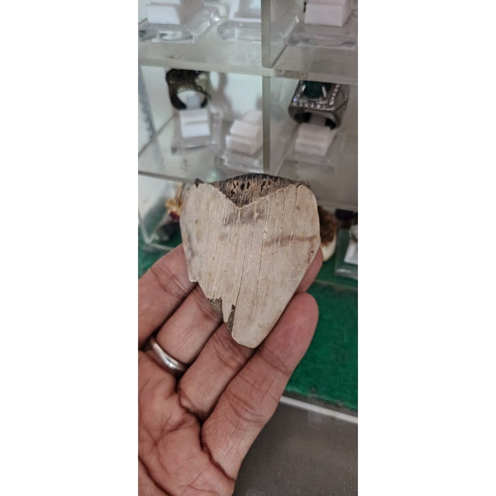 FOSIL GIGI HIU MEGALODON ASLI