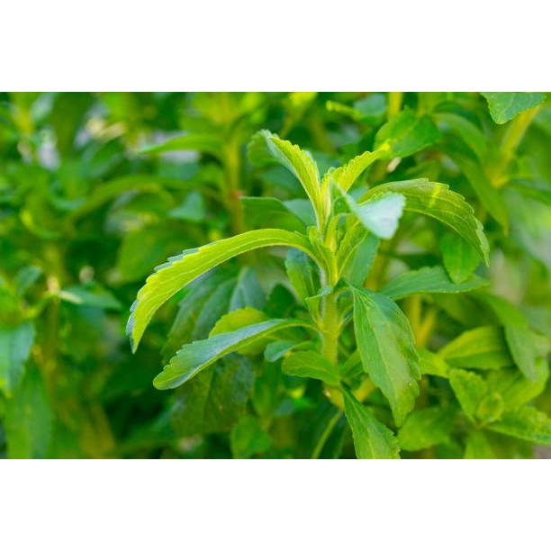 KEBUN INDAH BENIH TANAMAN STEVIA