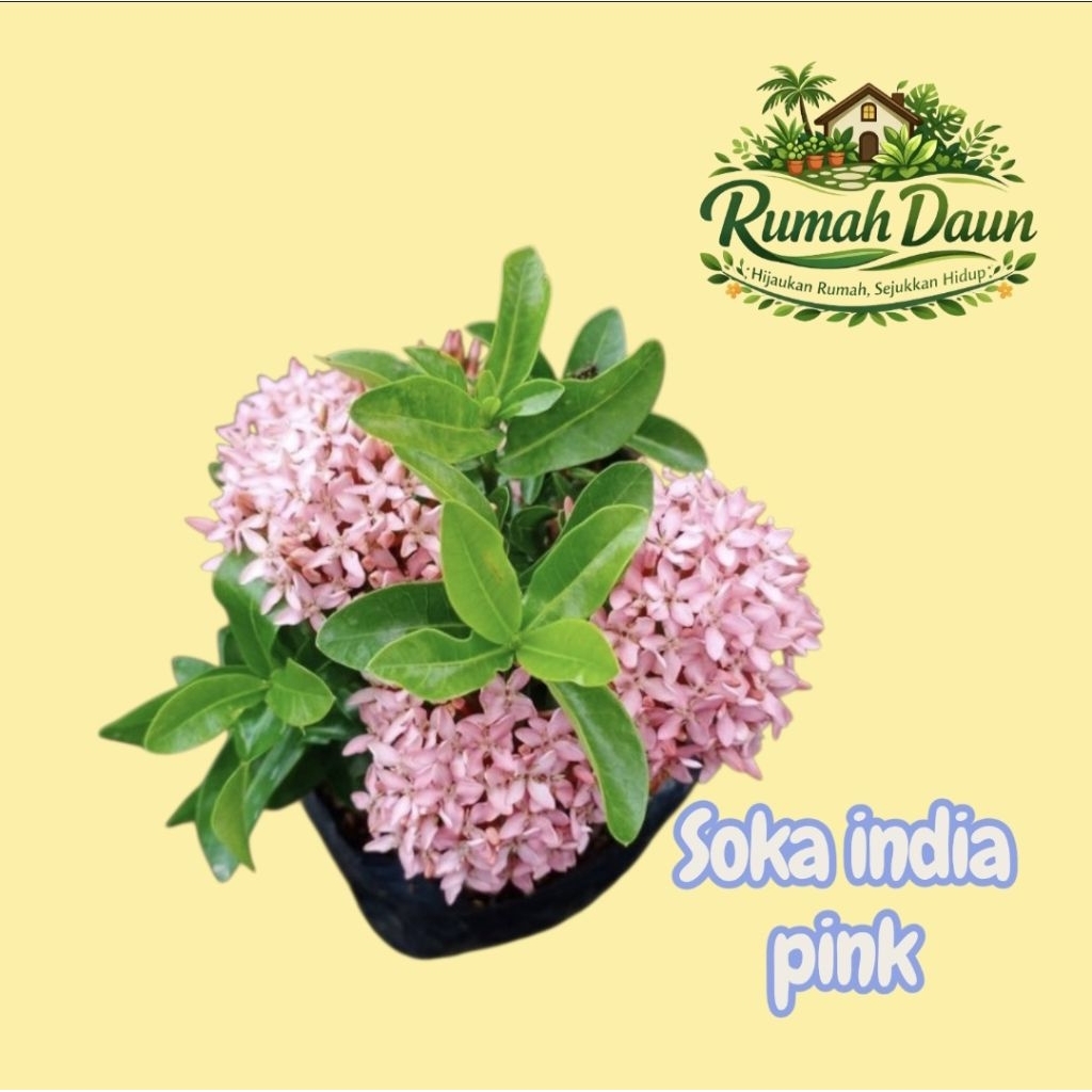 tanaman hias soka india pink - pohon soka india bunga pink