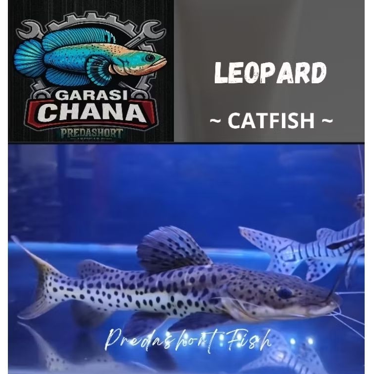 ikam hias Leopard catfish kualitas bergaransi