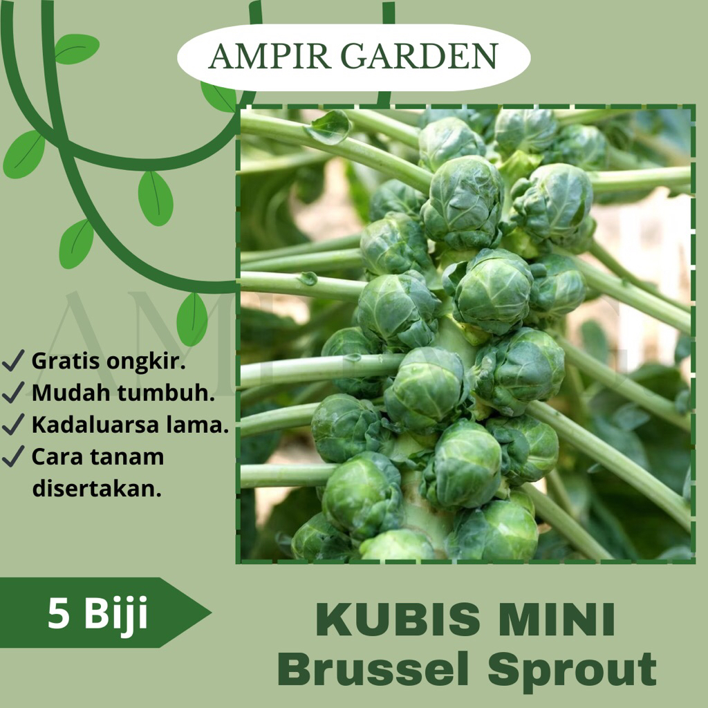 5 Biji Benih Kubis Mini BRUSSEL SPROUTS Import / Benih Bibit Sayuran Kol Kubis Hijau Kecil