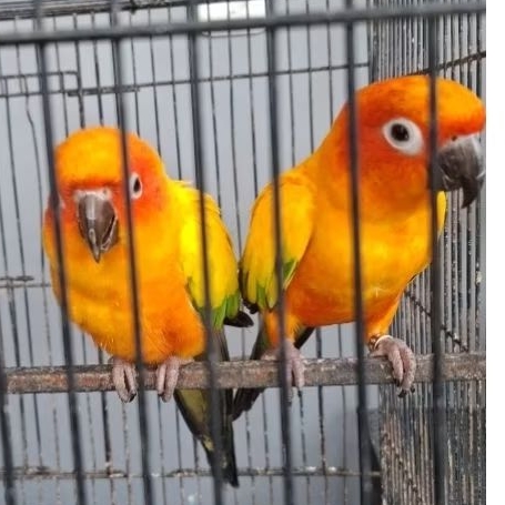 Sun conure dewasa siapan Ternak