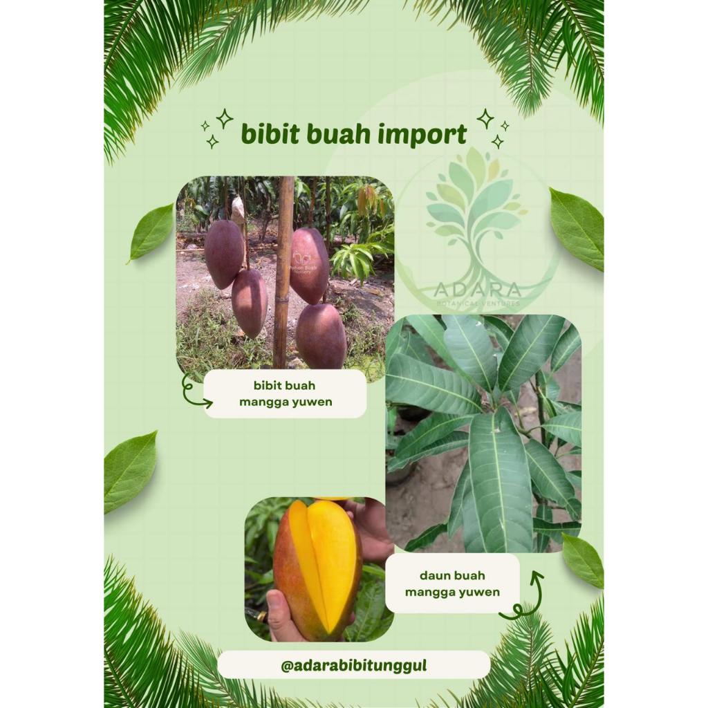 Bibit Buah Mangga Yuwen