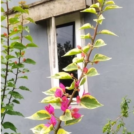 Bugenvil singapura.tinggi 40-50 cm.hasil semai batang. warna metah fanta.