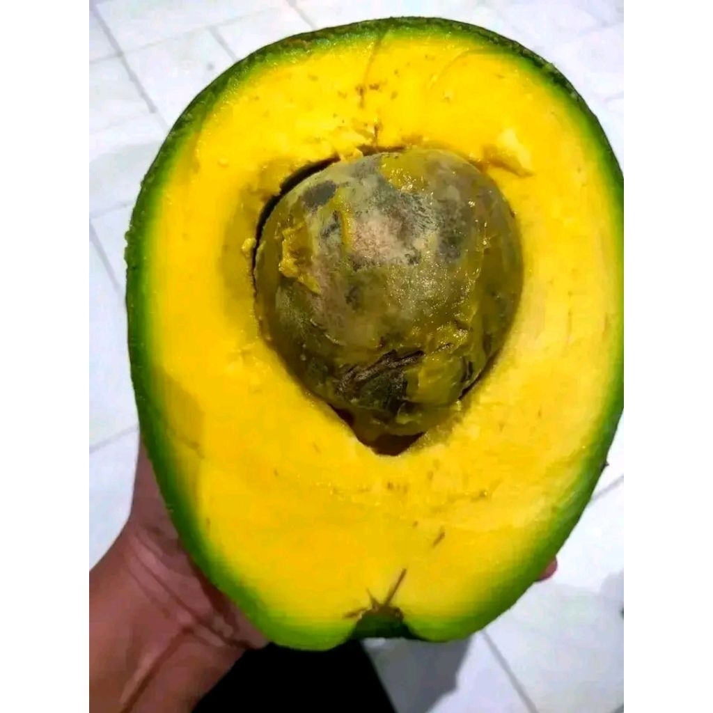 Bibit Alpukat Markus Buah Jumbo Stek Okulasi