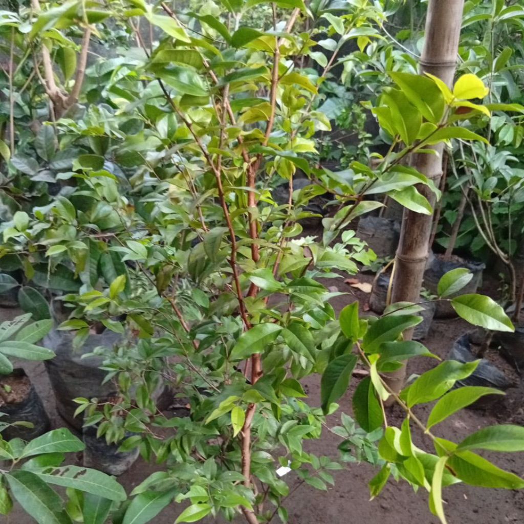 bibit anggur Brazil freco super genjah